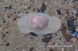 Biologie marine, ludique, pour les néophytes : Octobre 2026
