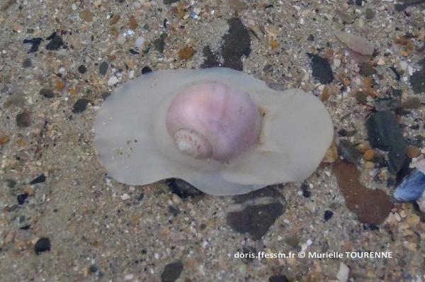 Biologie marine, ludique, pour les néophytes : Octobre 2026