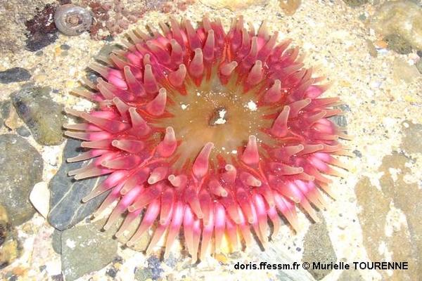 Biologie marine, ludique, pour les néophytes : Septembre 2024