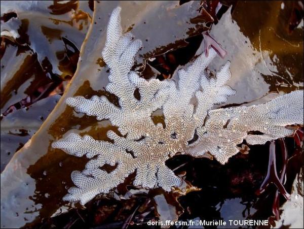 Biologie marine, ludique, pour les néophytes : Septembre 2025