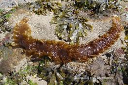 ​Biologie marine, ludique, pour les néophytes : septembre 2026