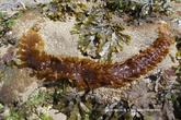 ​Biologie marine, ludique, pour les néophytes : Septembre 2026