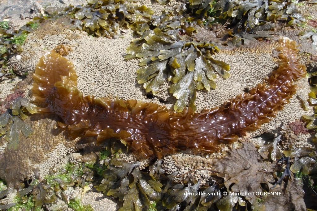 ​Biologie marine, ludique, pour les néophytes : Septembre 2026