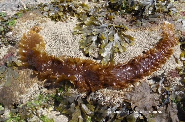 ​Biologie marine, ludique, pour les néophytes : Septembre 2026