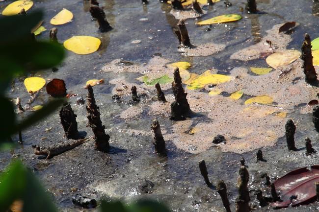 bipède de mangrove