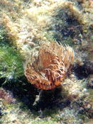 Bispira volutacornis? Or B. mariae?