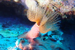 Bispire? (Bispira volutacornis)