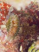Bivalve