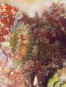 Bivalve