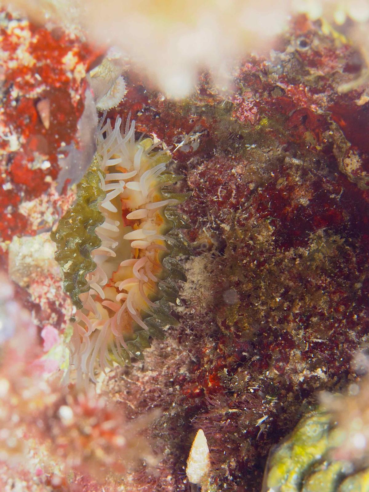 Bivalve