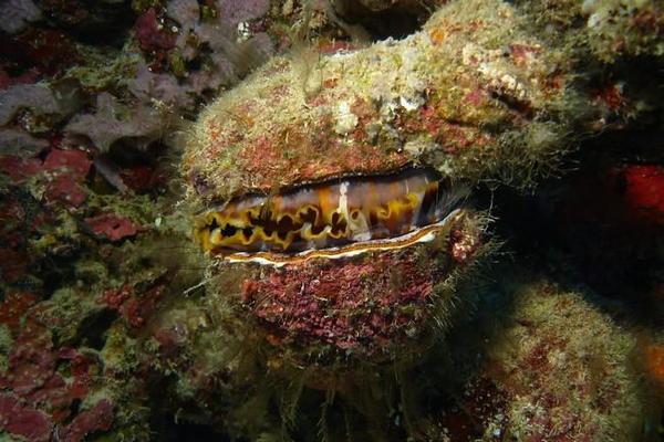 Bivalve à Mayotte