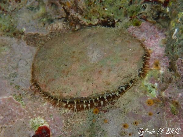 Bivalve d'Antibes