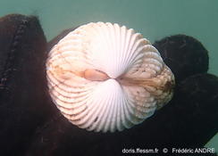 Bivalve de Camargue, Acanthocardia tuberculata albinos ?