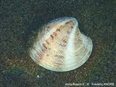 Bivalve de Camargue, Chamelea gallina?