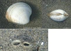 Bivalve de Camargue, Chamelea striatula ?