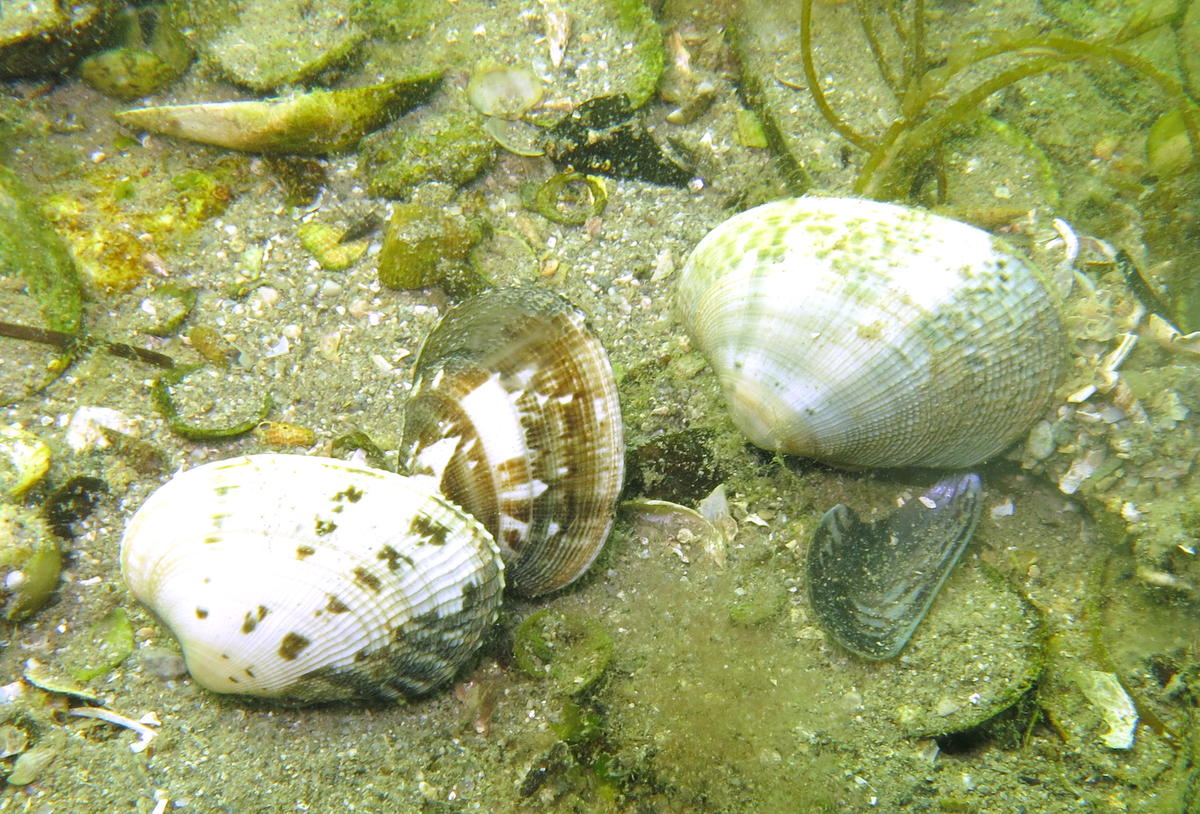 Bivalve de l'étang de Berre