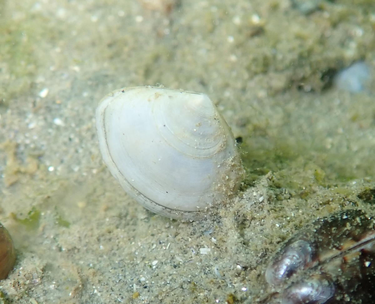 Bivalve de l'étang de Berre