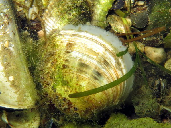 Bivalve de l'étang de Berre bis