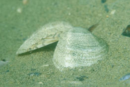 Bivalve de Méditerranée