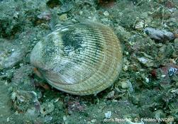 Bivalve espagnol