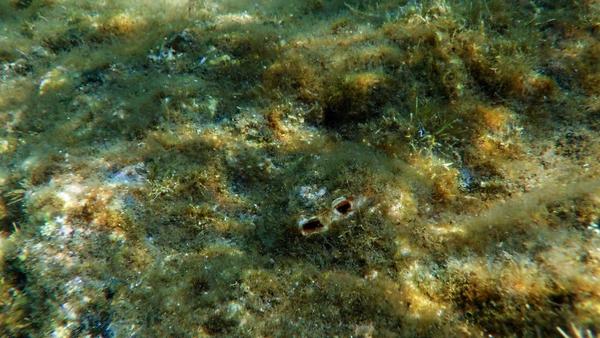 Bivalve foreur?