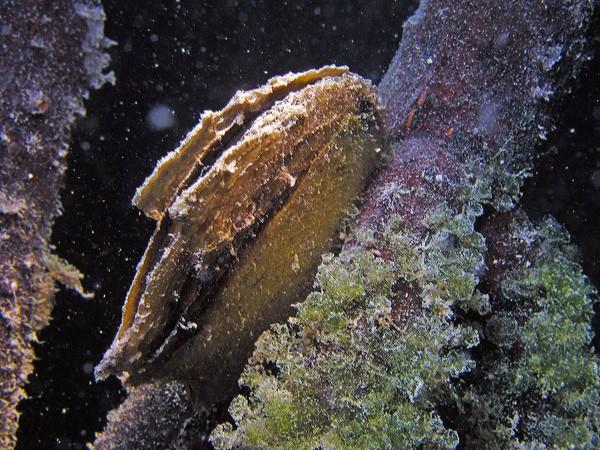 Bivalve inconnu (Caraïbes)