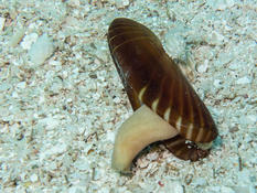 bivalve mahorais