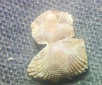 Bivalve mais quel Sp?