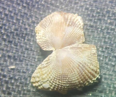 Bivalve mais quel Sp?