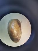 bivalve mystère