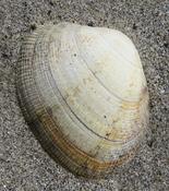 Bivalve Noirmoutier