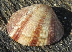 Bivalve Noirmoutier