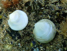 Bivalve rond et blanchâtre de l'étang de Berre