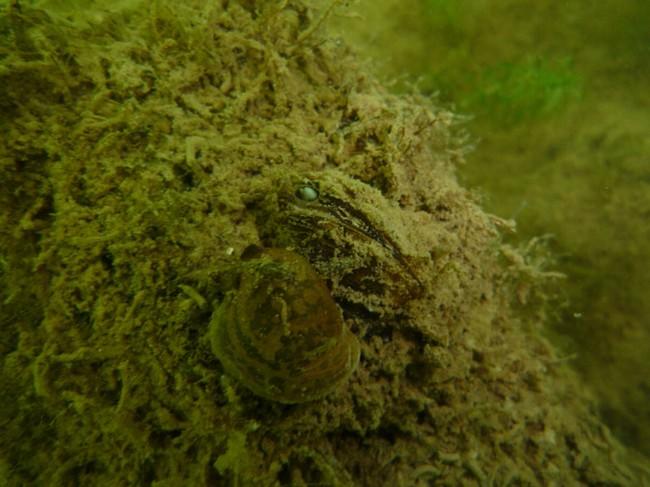 bivalve