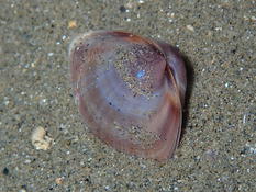 Bivalves de nos plages