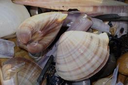 Bivalves échoués aux Saintes-Maries de la Mer : Mactre coralline?