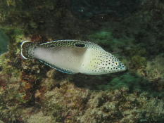 Bizarre je n'ai as trpuvé ce petit poisson qui me paraissait un Coris sp.