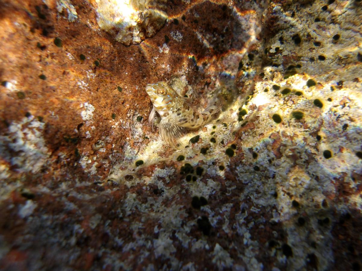 blennidae sp