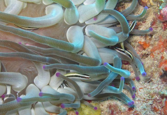 Désolé,erreur de photo.<br />ci joint la photo de juvéniles de <em>Thalassoma bifasciatum</em> dans une anémone.<br />Adrien