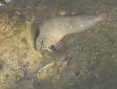 Blennie Basque, tentacule oculaire à 5 branche