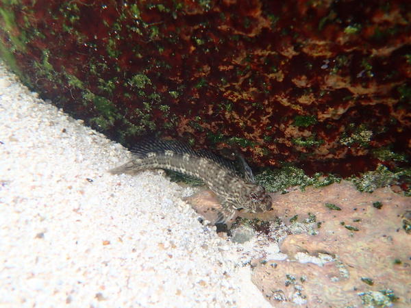 blennie des seychelles