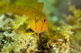 Blennie pilicorne ?