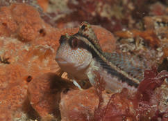 Blennie pilicorne