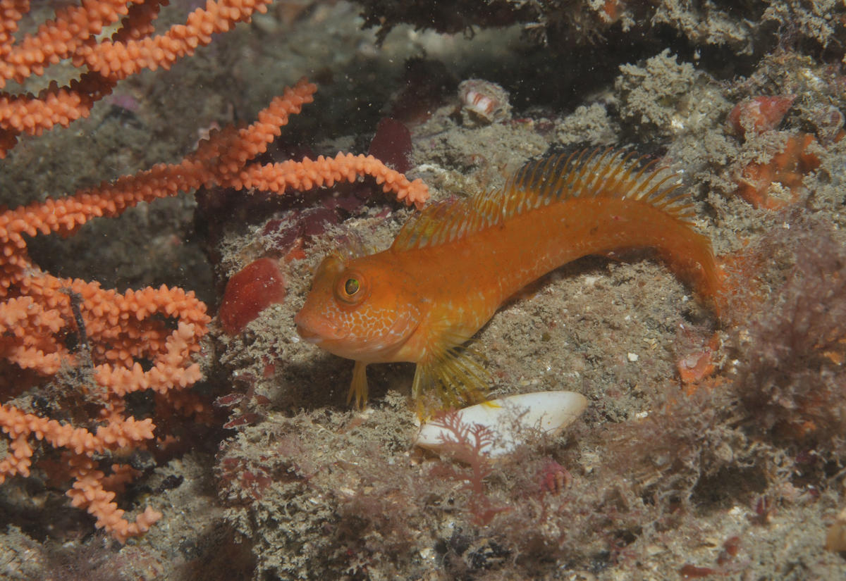 blennie pilicorne ?