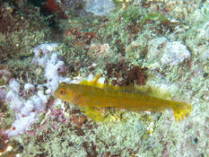 Blennie pilicorne ?