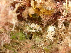 Blennie pilicornis ??
