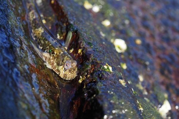 blennie sauteuse ? mais laquelle ?