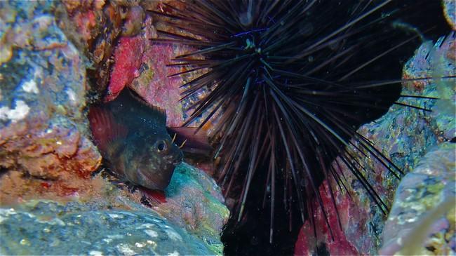 Les photos fishbase pour <em>Coryphoblennius galerita ne sont pas très ressemblantes autant que je puisse en juger...<br /></em> <em>Ophioblennius...
