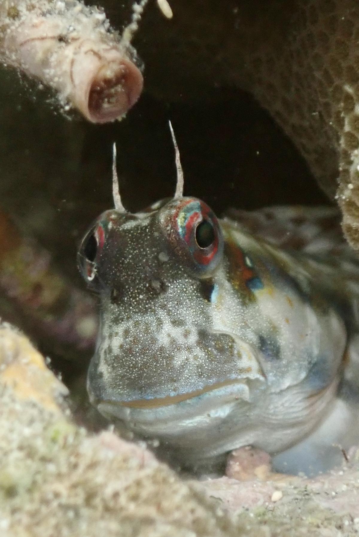 Blenniella paula ?