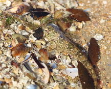 Blennies manchois?